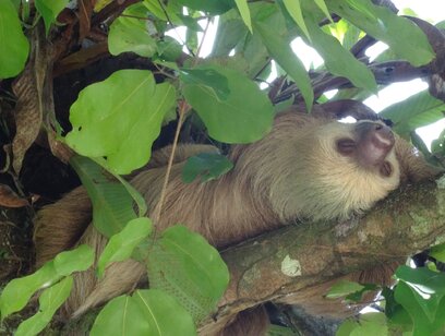 Full Day Cahuita Snorkeling and Hike and Sloth Sanctuary