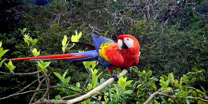 Costa Rica national parks, reserves and refuges account for an astounding 14,000 sq.