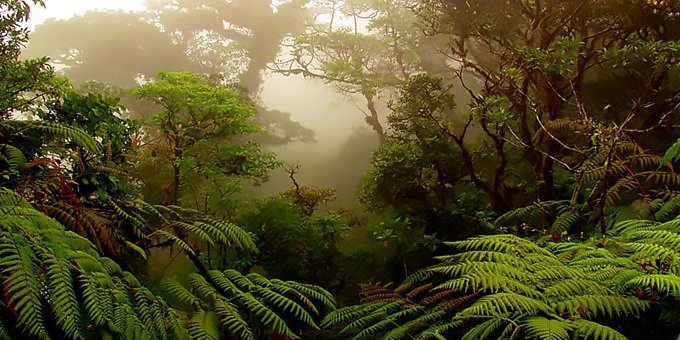 The enchanting Monteverde Cloud Forest