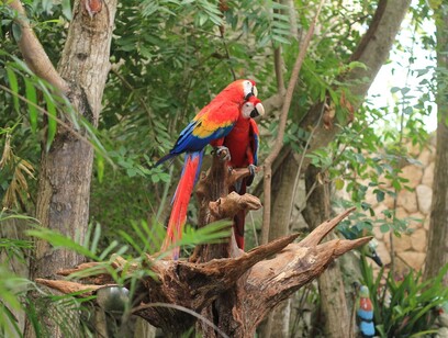 Wilds Macaws Tour