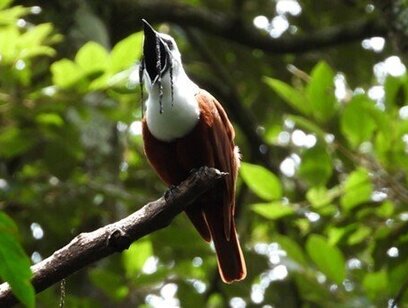 PRIVATE Curi Cancha Reserve Guide Hike