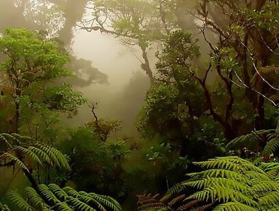 PRIVATE Monteverde Cloud Forest Reserve Guide Hike