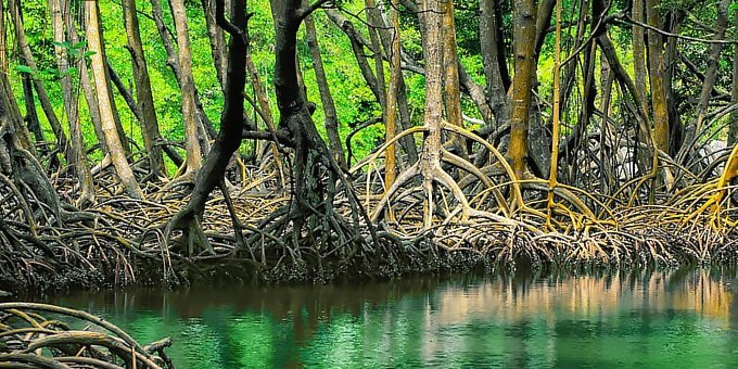 Tour to the Mangroves of Terraba Tour - Uvita Costa Rica