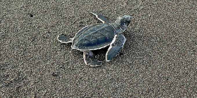 Pacific Green Turtle Nesting Tour at Night Tour - Flamingo area Costa Rica