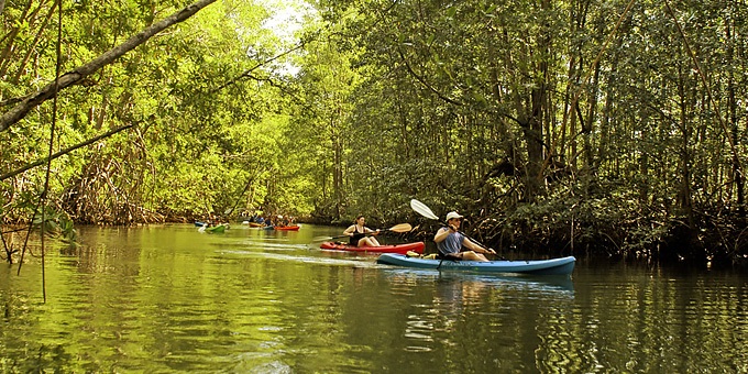 Damas Island Kayaking Safari Tour - Manuel Antonio Costa Rica