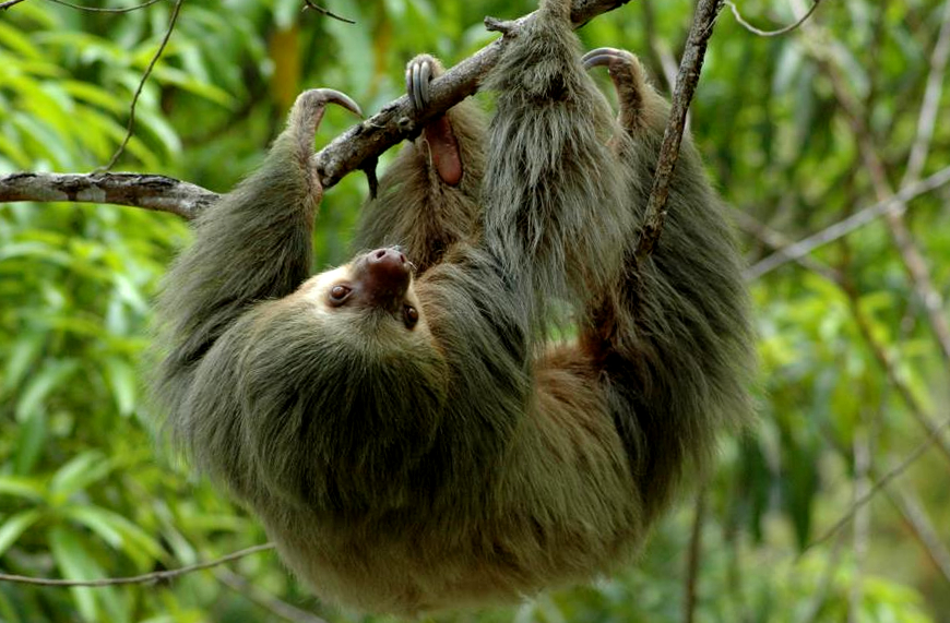 Manuel Antonio National Park Tour - Manuel Antonio Costa Rica