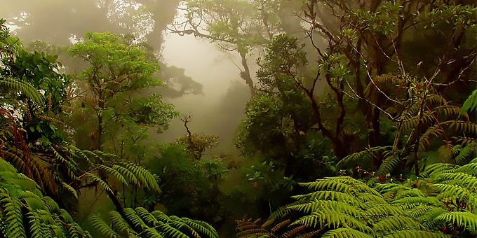 Monteverde Cloud Forest Reserve Guided Hike Tour - Monteverde Costa Rica