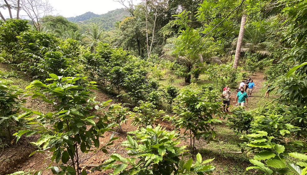 manuel antonio coffee chocolate tour